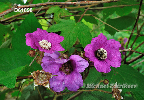 Purple-flowering Raspberry (Rubus odoratus)